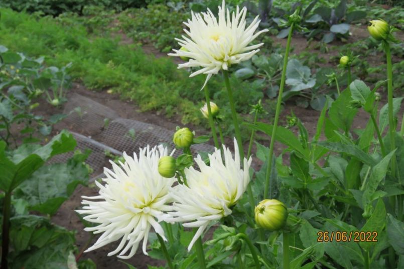 dahlia3.thumb.JPG.2e1e628e51b3f50d594ce8f7cd33c39c.JPG