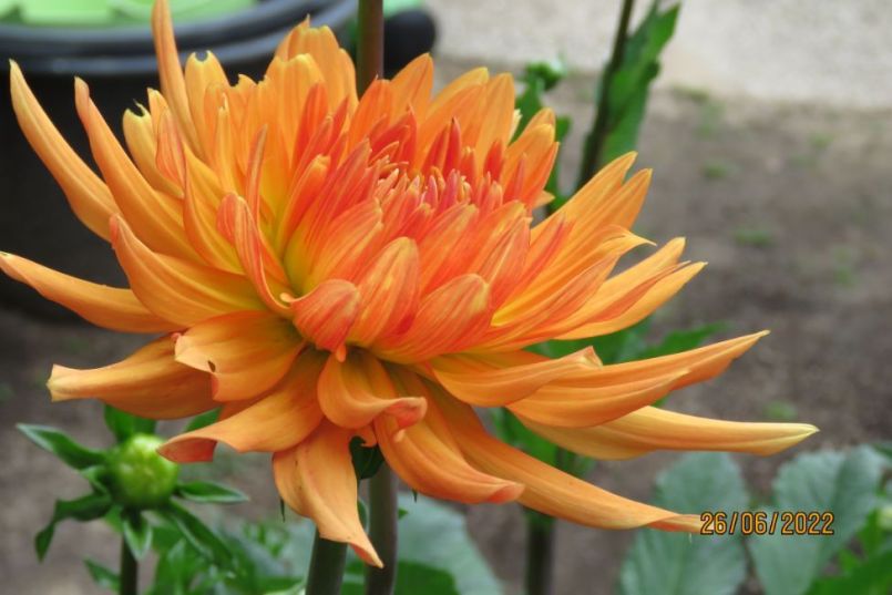 dahlia5.thumb.JPG.5cccaebad8a83d8e73071d06c47c091f.JPG
