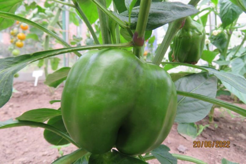 paprika17.thumb.JPG.568f0f1f1ec3e13fb9f349dabba1836d.JPG