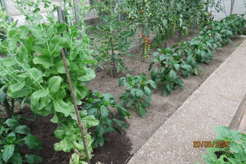 paprika18.thumb.JPG.747993c5c0879f8c11b388cfd7d924fc.JPG