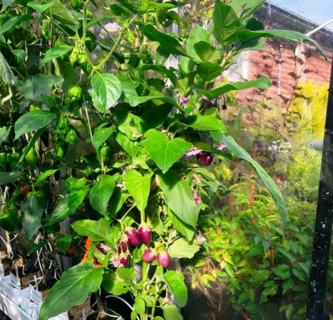 1434957070_032022-07-11aubergineDiamondPurple.thumb.JPG.8a978d407cf5f3bf3f416c5d22b3cc5d.JPG