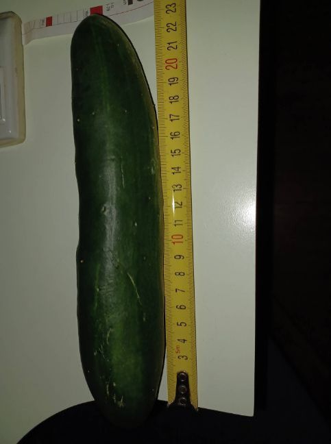 14_mtf_komkommer_23cm.thumb.jpg.b0880d5b59ef4f09670ceee7327bd181.jpg