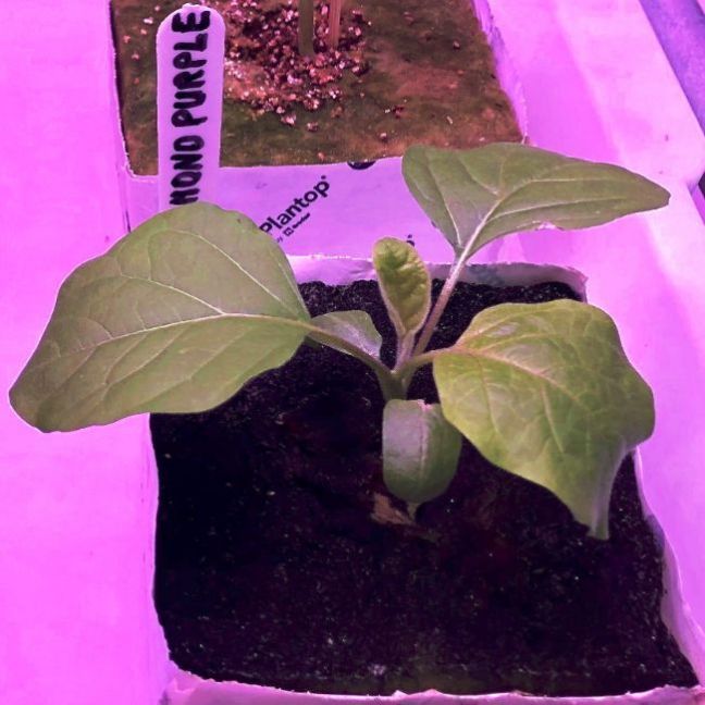 1738278744_022022-04-15Aubergine.thumb.jpg.efc707f753065f00cbecc26d9cf041d7.jpg