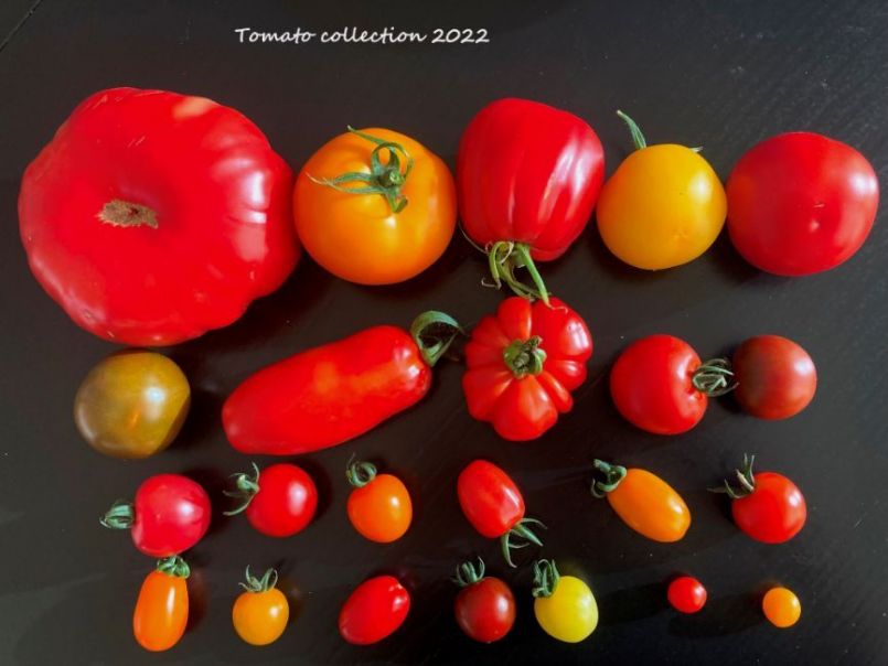 198954913_01Tomatocollection2022-07-10.thumb.JPG.01e1d4dc5d754ab1def4caef54ac2ef5.JPG