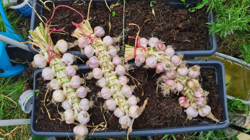 20220701_KnoflookOogst.jpg