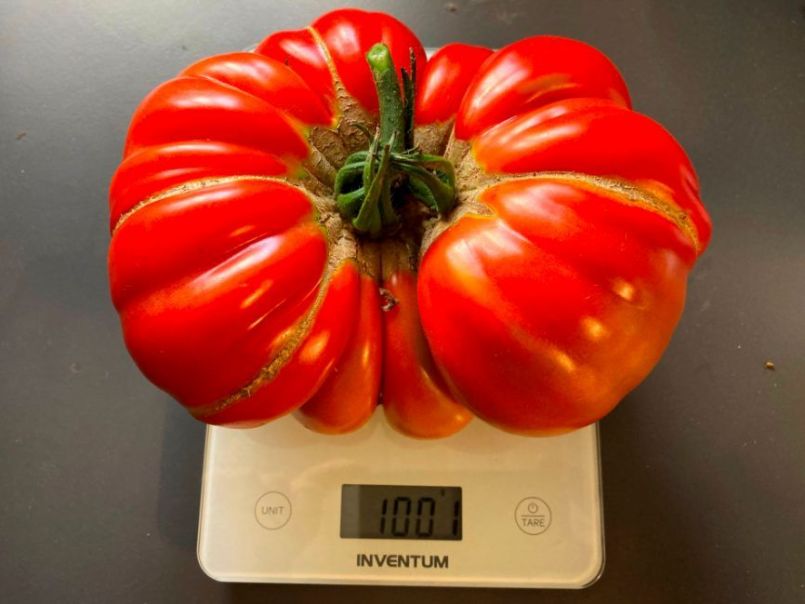 77532192_04TomatoGigantomo1001g2022-07-16.thumb.JPG.529dabfee3167f73b9b14307495e09e1.JPG