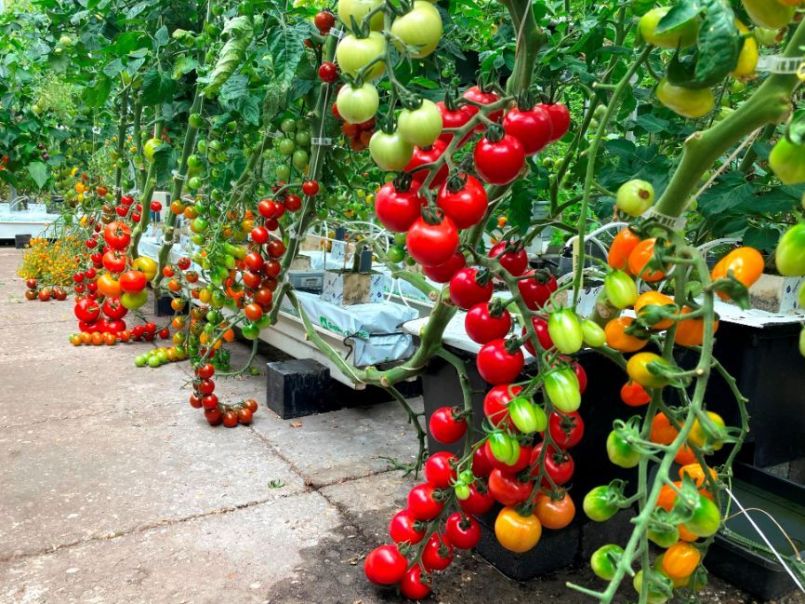 912902507_02Tomatocollection2022-07-10.thumb.JPG.a0ddd9c85f746fd0de7ddab1e20ed4b7.JPG