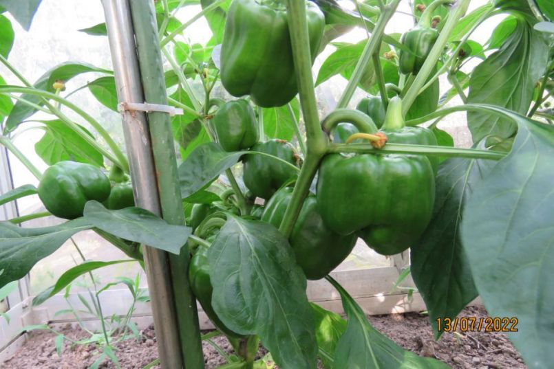 paprika19.thumb.JPG.ff99688a2d9d77947d570ed961294ce9.JPG