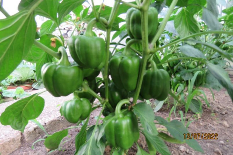 paprika20.thumb.JPG.7a5156c1d29f1a379a477aacfafd3261.JPG