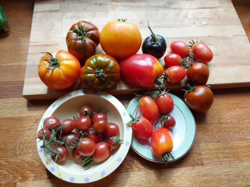 tomaten.jpg