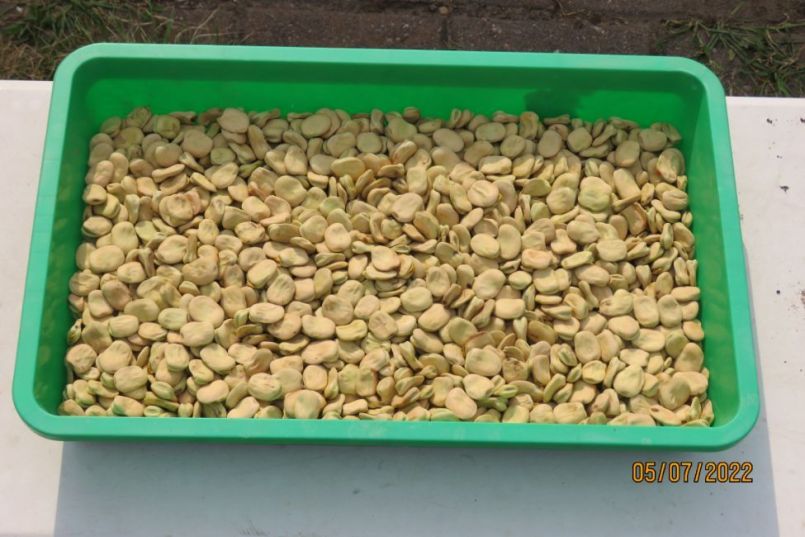 tuinboonzaad1.thumb.JPG.b349b6776efd087a4d5c321c0d130099.JPG