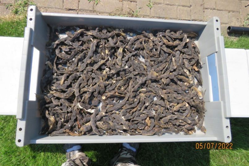 tuinboonzaad2.thumb.JPG.1f5f600ff7e709c990a0d71cafcba32b.JPG