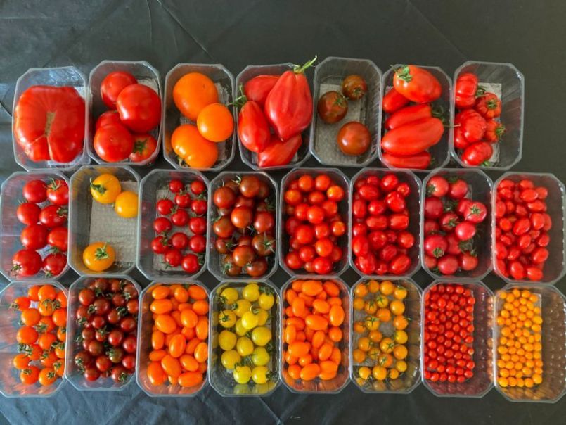 1115094077_2022-08-07Tomatencollectie.thumb.JPG.851751071d3fc042bdb6c1ed595a8f29.JPG