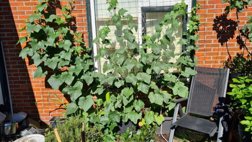 20220807_komkommer_planten.jpg