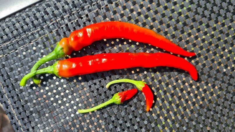 20220814_Cayenne.jpg