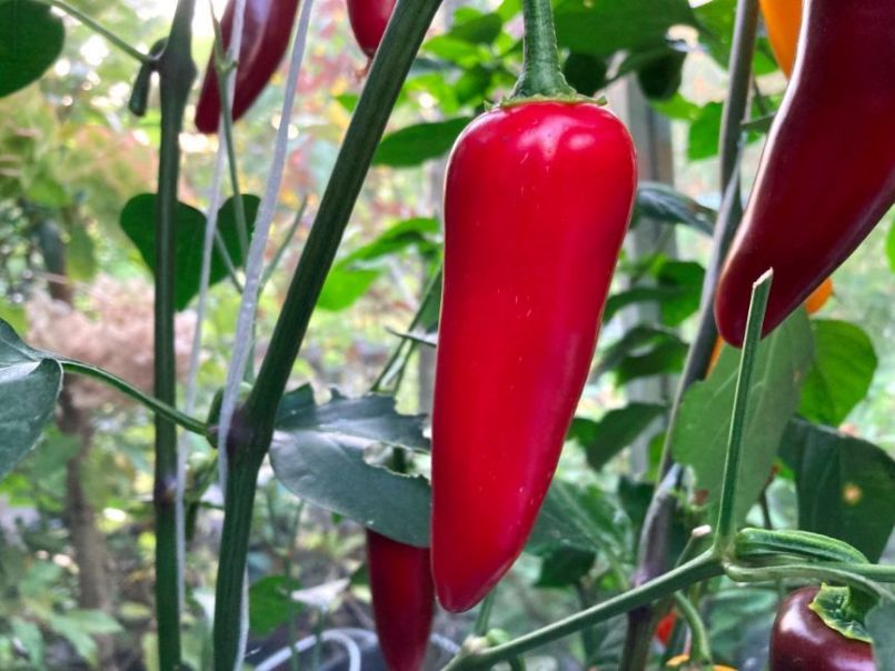 657125059_2022-08-13Jalapenogeenkurkstrepen.thumb.JPG.fa74d187b304afc95ab491781e52cbb1.JPG
