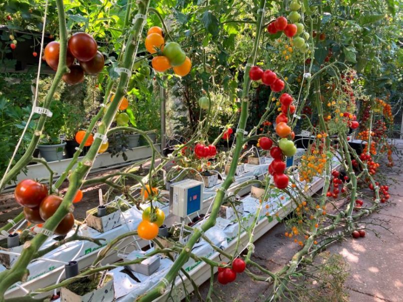 877746502_2022-08-07Tomaten01.thumb.JPG.445bfe2b10eda42b69e4375d78a93476.JPG