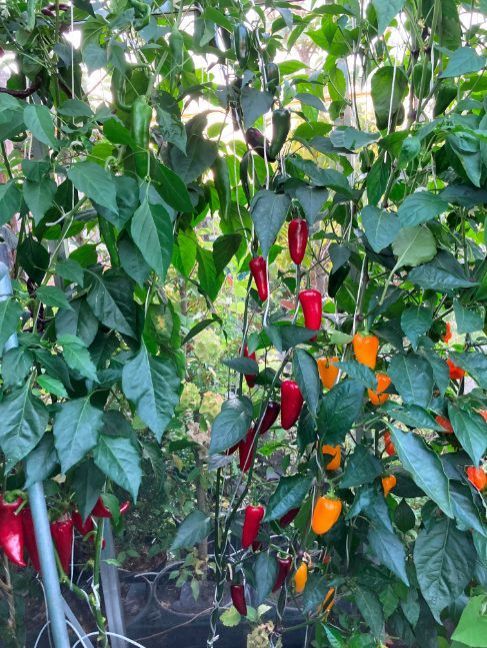 900395864_2022-08-13Jalapenoheleplant.thumb.JPG.91709146d521822a5ea725ca7eaaaded.JPG