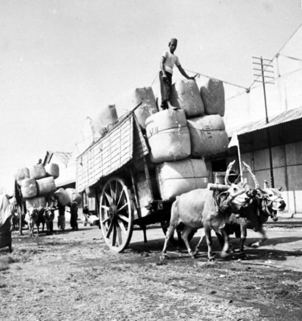 COLLECTIE_TROPENMUSEUM_Beladen_ossenwagen_Soerabaia.jpg