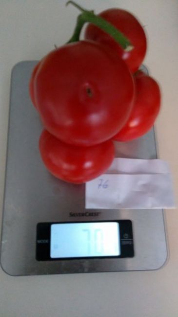 IMG_20220810_071716.thumb.jpg.634c5e4dbf0672832e14d95ee57c77c9.jpg