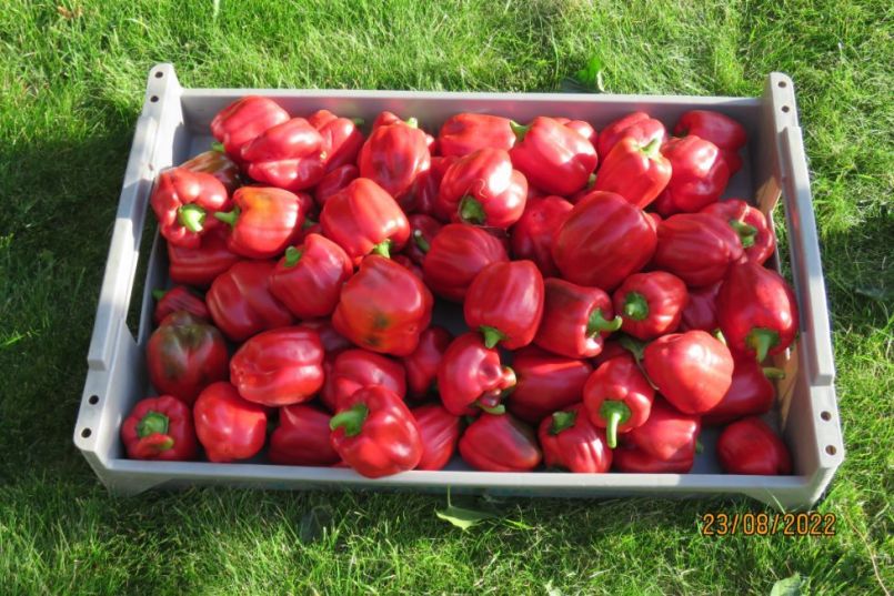 paprika21.thumb.JPG.769d50d50e5620b8ebc910cdd74d1d70.JPG