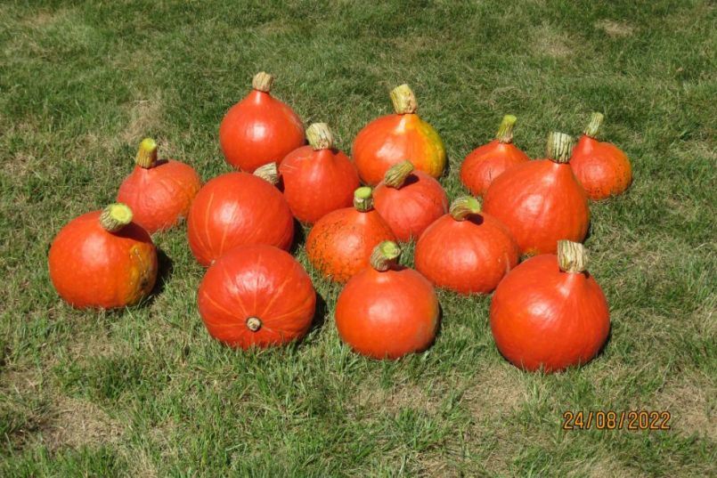 pompoen10.thumb.JPG.40a34672b15e8d5000447543a8befa5d.JPG