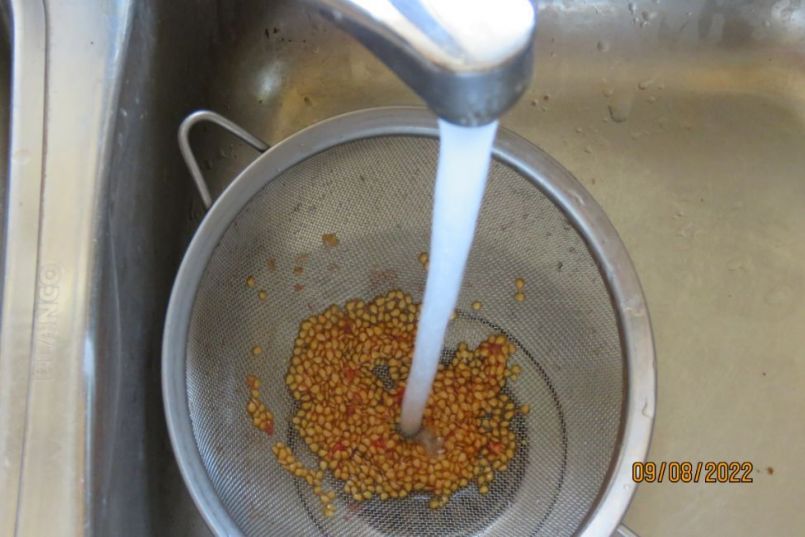 tomatenzaad2.thumb.JPG.485fd13b712d23fa38b0146430415566.JPG