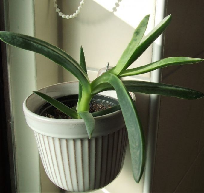 2022-09-03_Edulis.thumb.JPG.f6a5d3694e444ca7abacfd1b3b452fd0.JPG