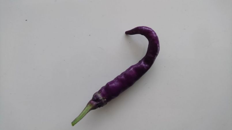 DSC_1007.JPG