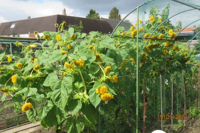 zonnebloem10.thumb.JPG.e3be184e771b9c32ceb9c39ae9543905.JPG