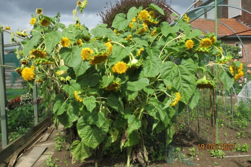 zonnebloem11.thumb.JPG.65f1ebd4b1794d5009872351d4938072.JPG