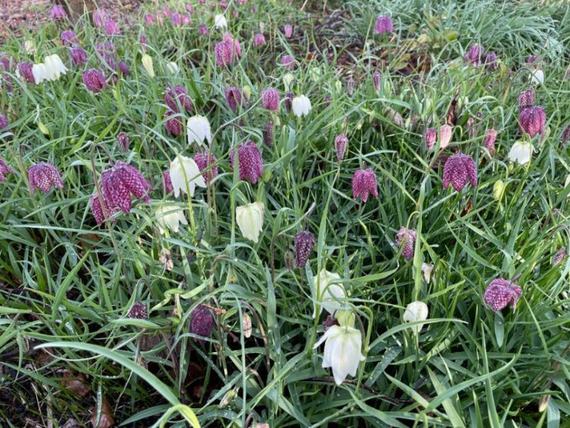 Frittilaria meleagris  2021.JPG