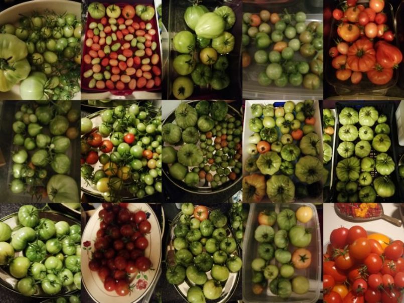 1899704863_tomateneinde2022.thumb.jpg.91e0d0e9525083973167d0dec743c01d.jpg