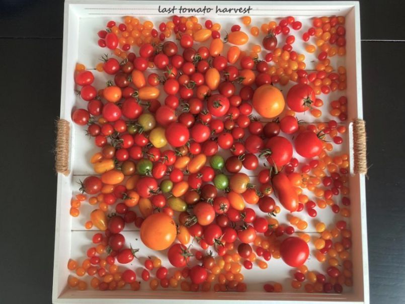 874391638_012022-10-14Tomaten02.thumb.JPG.6a7e2fb71d5b1c125f8df70ee4d8b8b4.JPG