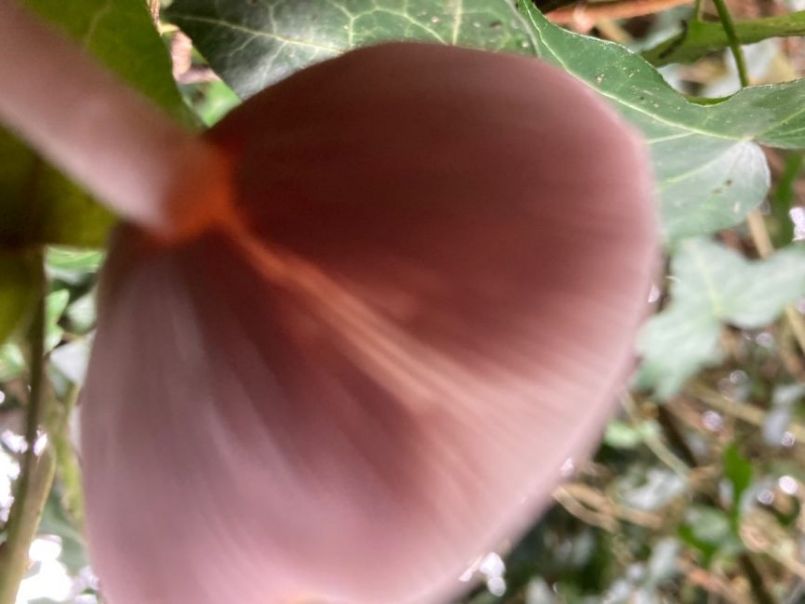 DFAACBD9-78EC-4B08-A092-3A5684F98F68.jpeg