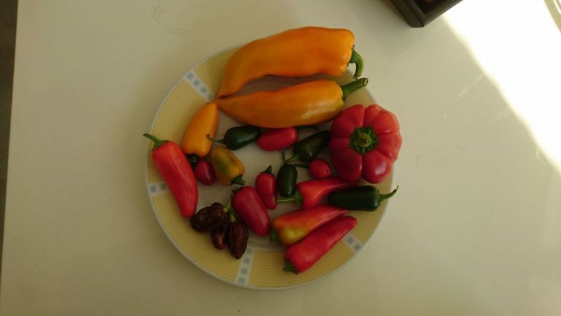 DSC_1042.JPG