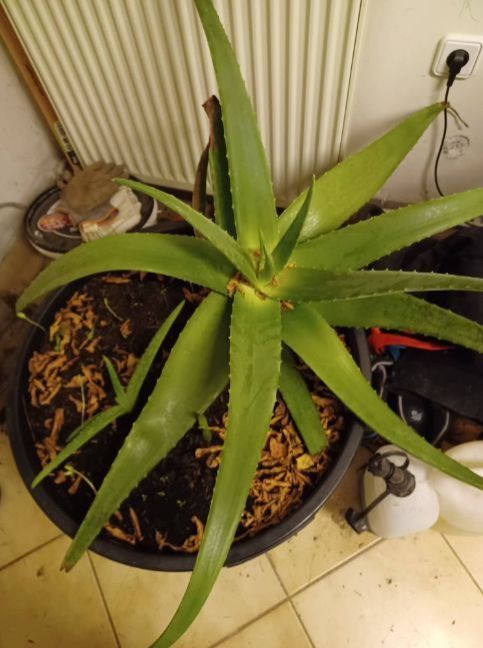 1385903754_AloeVera.thumb.jpg.5722ca9dc3b3dfe72f2c3048a56bdeb7.jpg