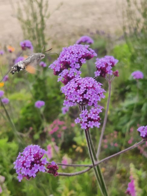 1938195555_kolibrivlinderopijzerhardofverbena.thumb.jpg.bd8bb1069091176a6f499d8f11e70242.jpg