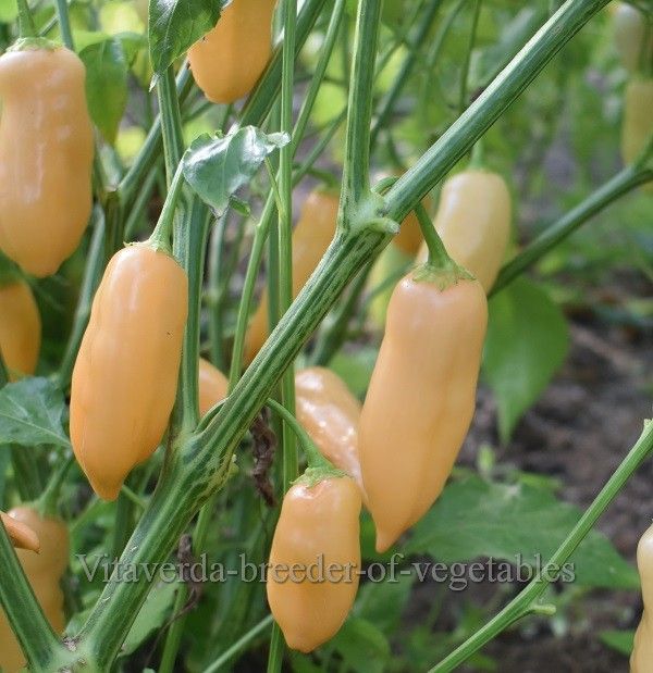 peperzaden Sugar Rush Peach