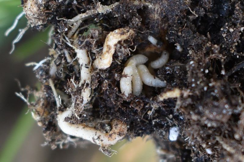 koolvlieg in koolgewassen