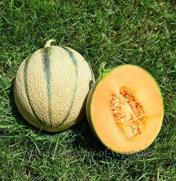 Cantaloupe meloen