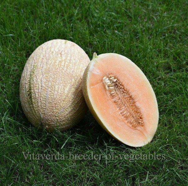meloen-waikiki-cucumis-melo.jpg.904abe5f74d73e69112d973340eade99.jpg