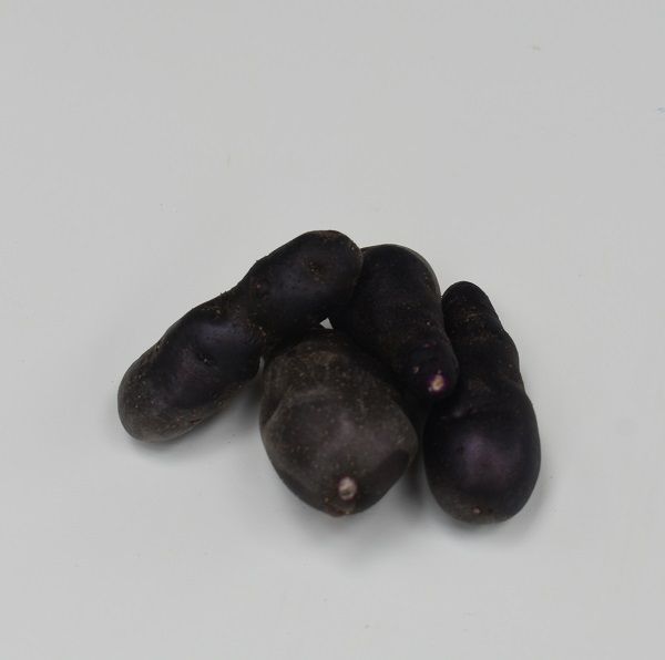 aardappelpootgoed-Vitalotte-Noire.JPG.85a26f932d4e23dd458ea68767fdc873.JPG