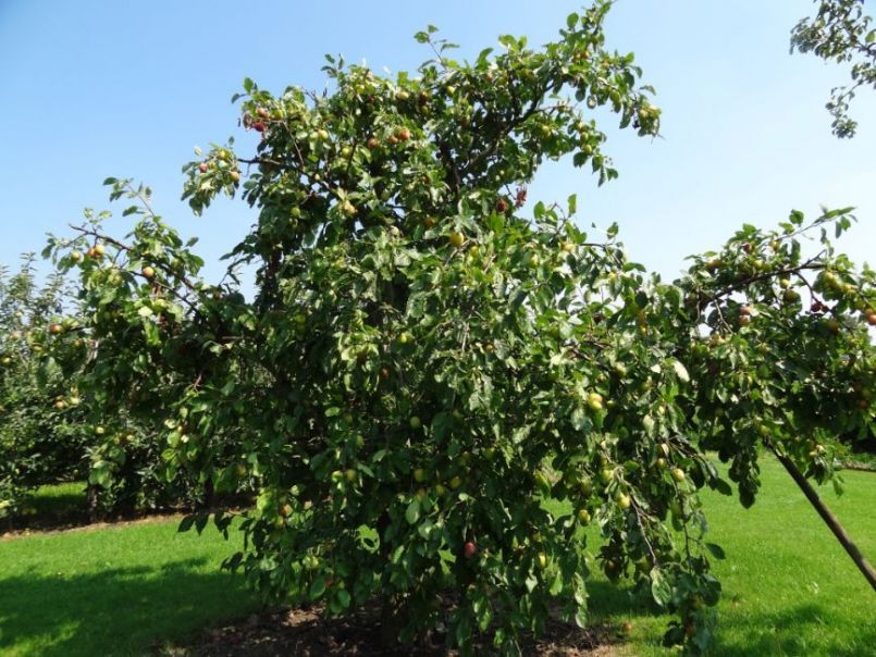 2015-08-20-14.15.14-reine-Victoria-grote-boom-15-dagen-voor-de-plukor-de-plu.jpg
