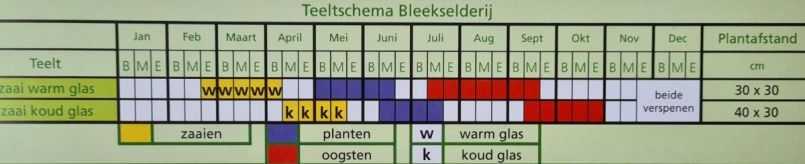 20230315_bleekselderij_Teeltschema.jpg