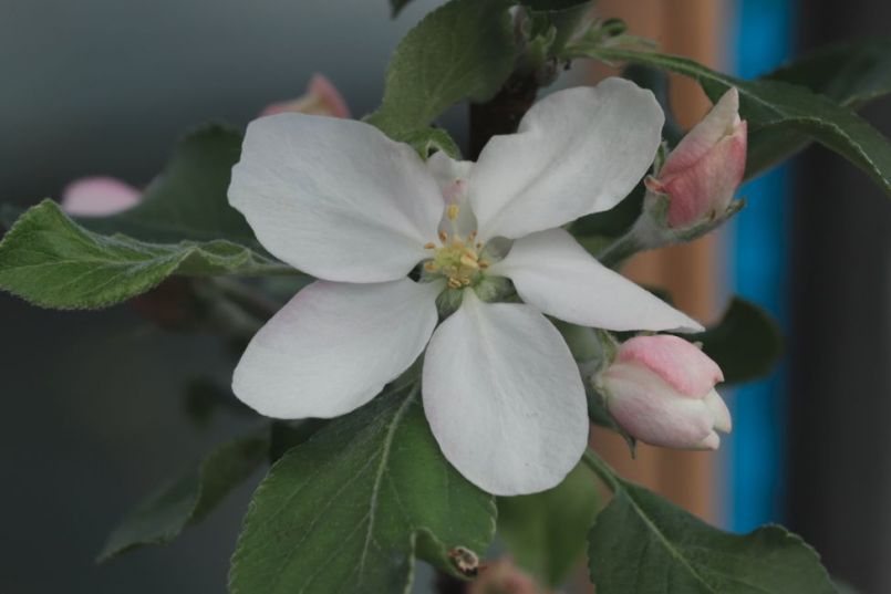 James Grieve Lired.JPG