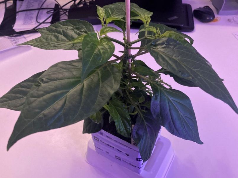 Superhots2023-03-31Habanero.thumb.JPG.cfeae60b7b30bfe9d9c798ae29ed3fc0.JPG