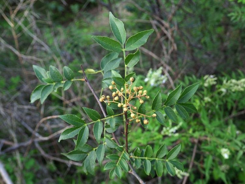 bungeanum1.jpg