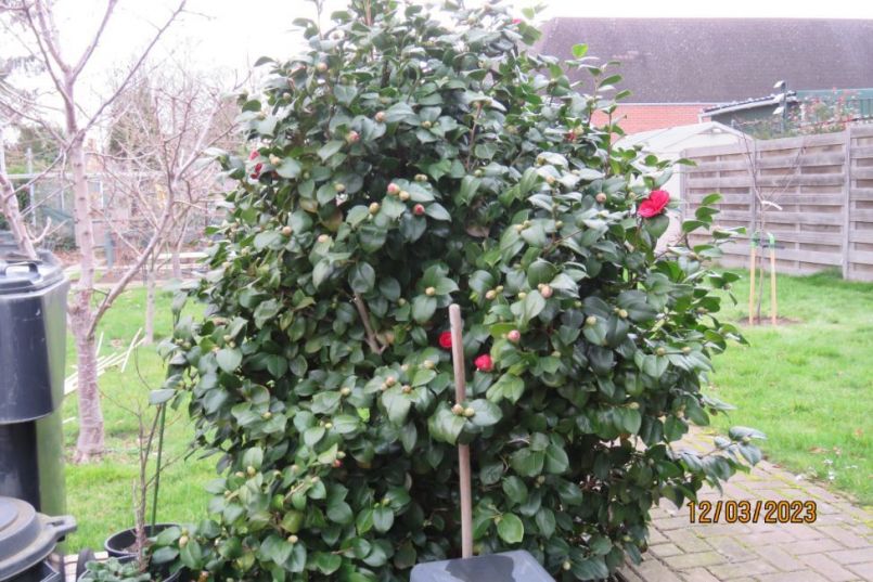 camelia2023.thumb.JPG.39fd44088b40248b841d6666eed41ca3.JPG