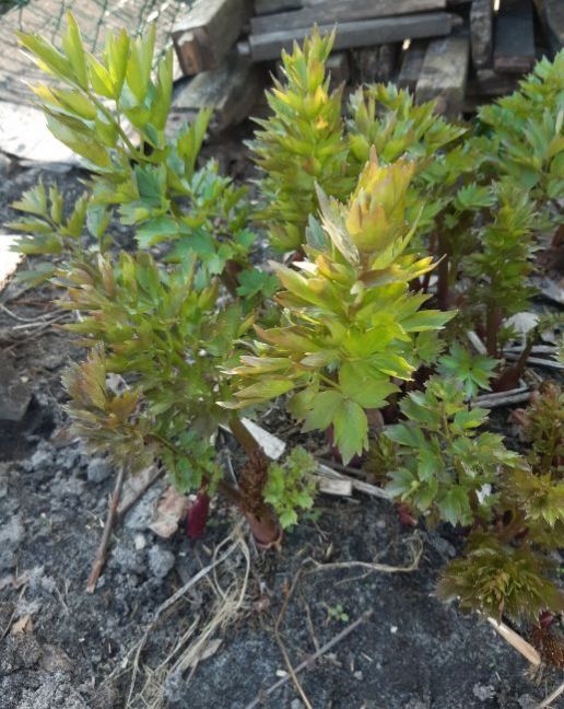 20230405_174552 (2).jpg